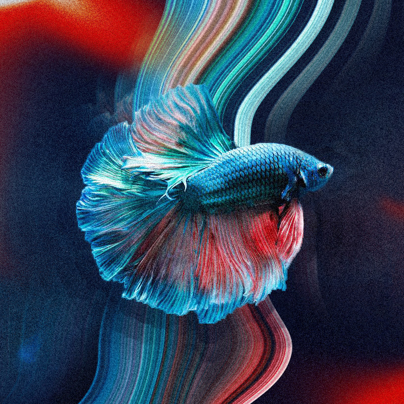 Betta artwork